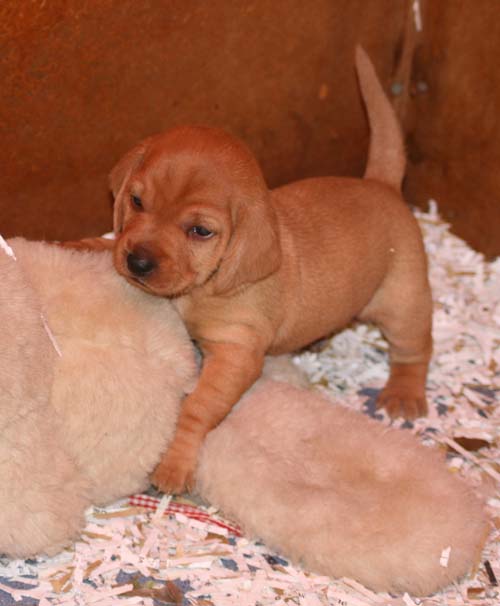 TEDDY 